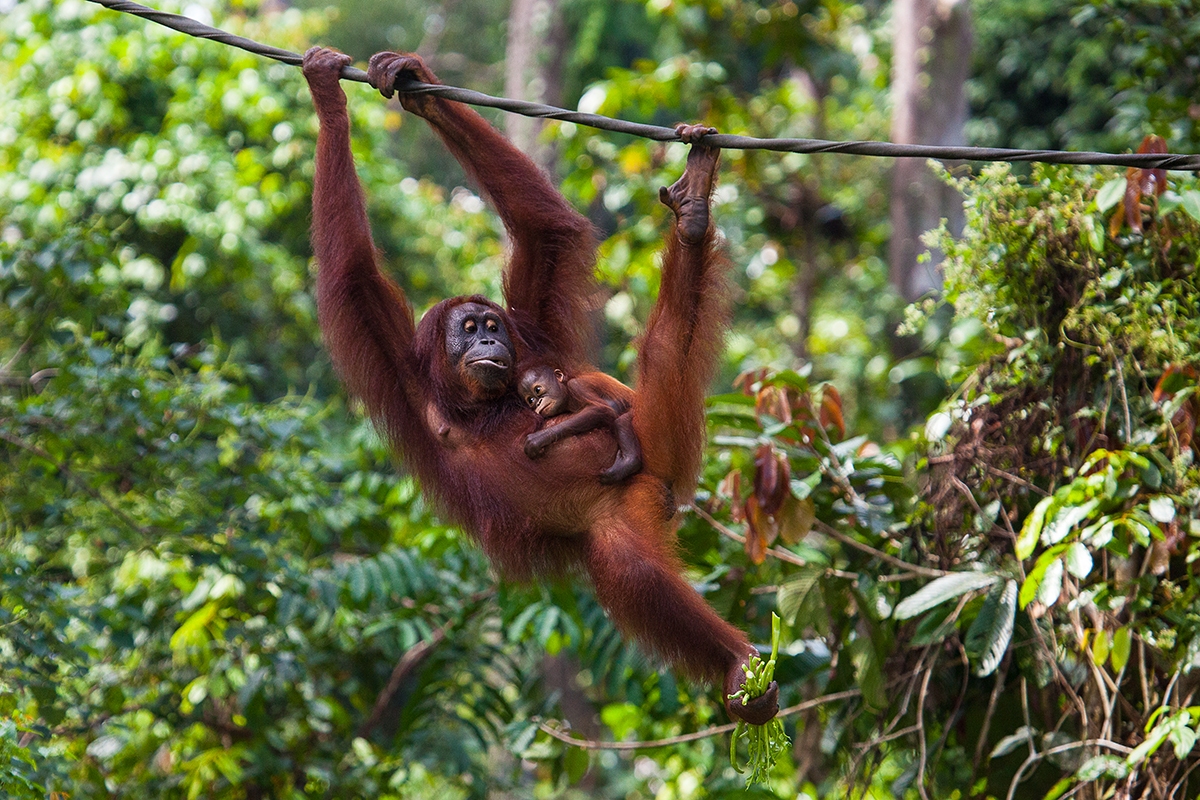 Orangutan bornejský - Borneo